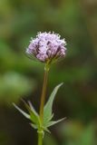 View full-size image Valeriana capitata