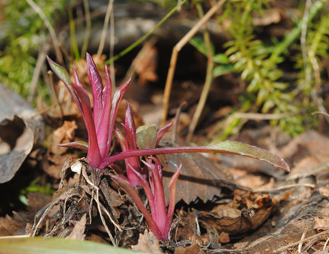 Image of Solidago virgaurea ssp. lapponica specimen.