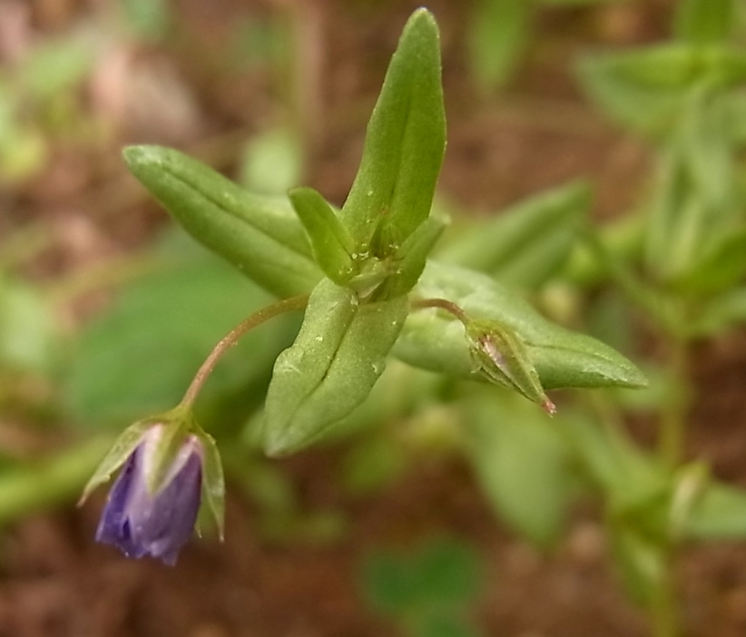 Image of genus Anagallis specimen.