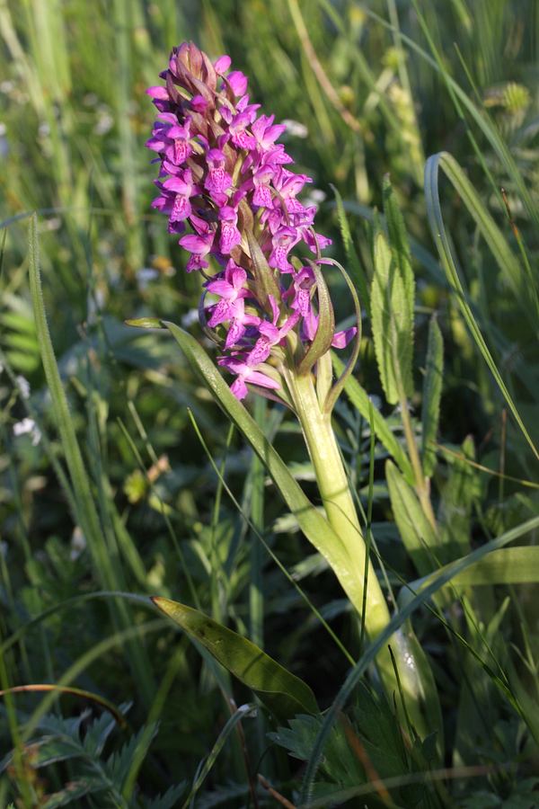 Image of Dactylorhiza incarnata specimen.