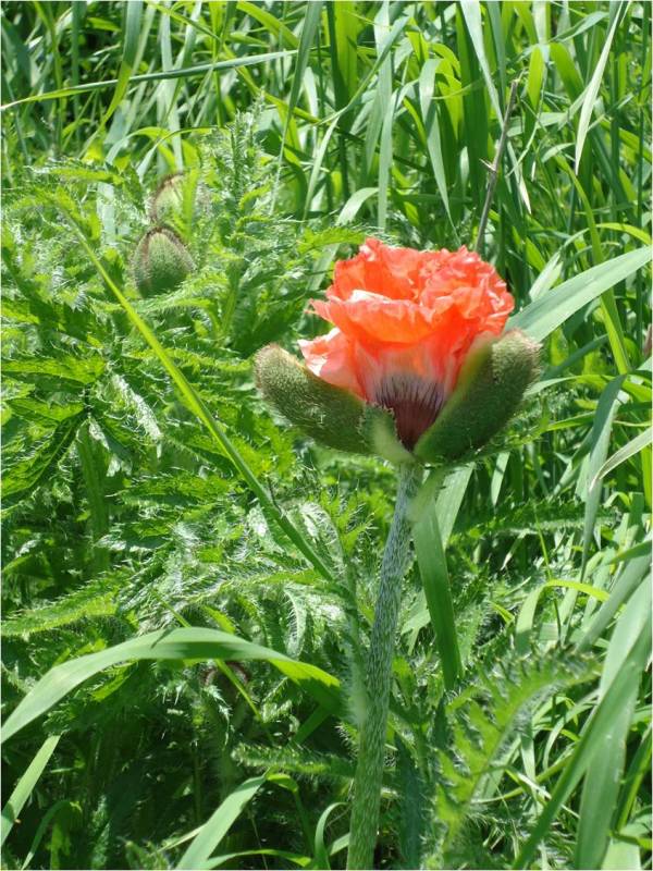 Изображение особи Papaver setiferum.