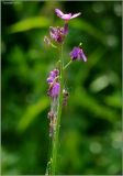 Hesperis matronalis. Соцветие. Чувашия, г. Шумерля, коллективный сад \"Здоровье\". 30 июня 2011 г.