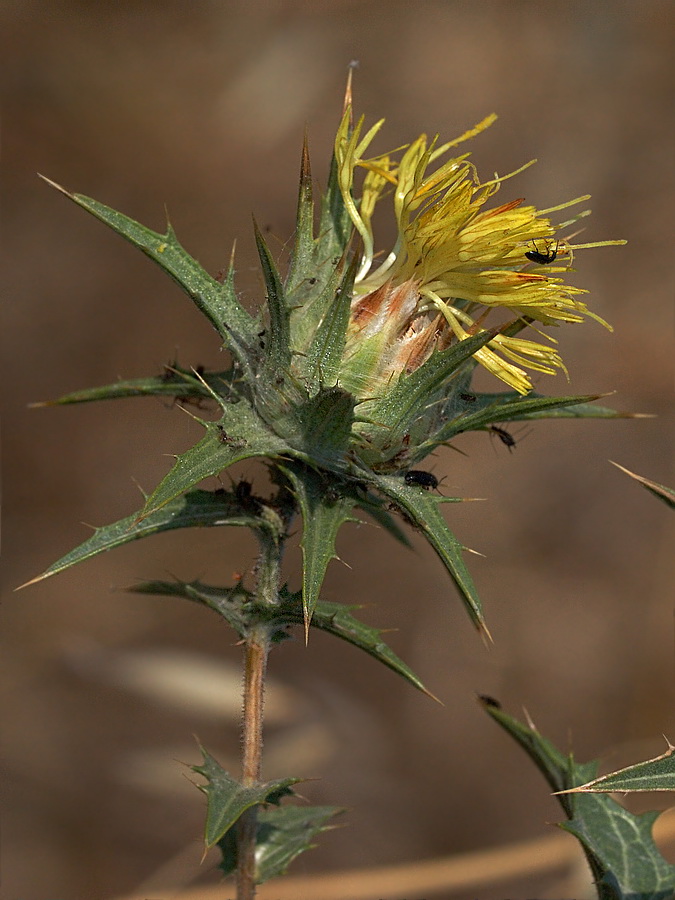 Изображение особи Carthamus lanatus.