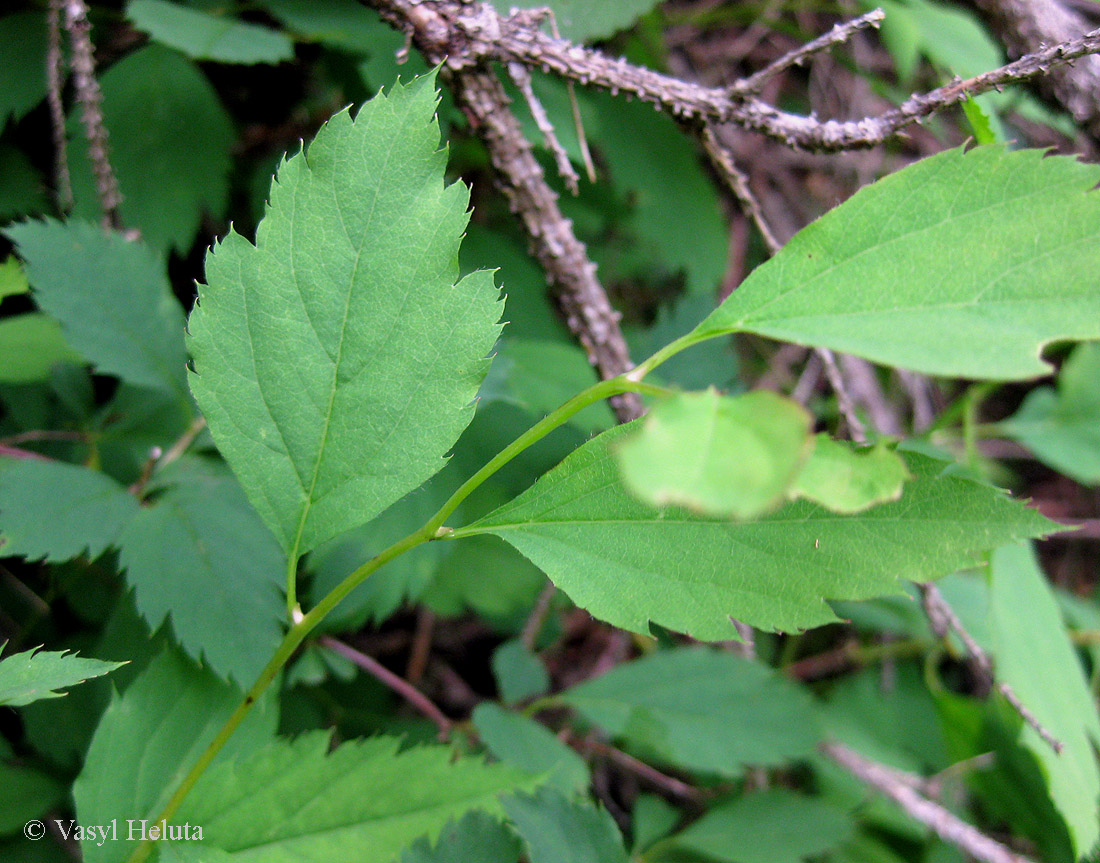 Image of Spiraea chamaedryfolia specimen.