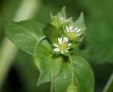 Stellaria media