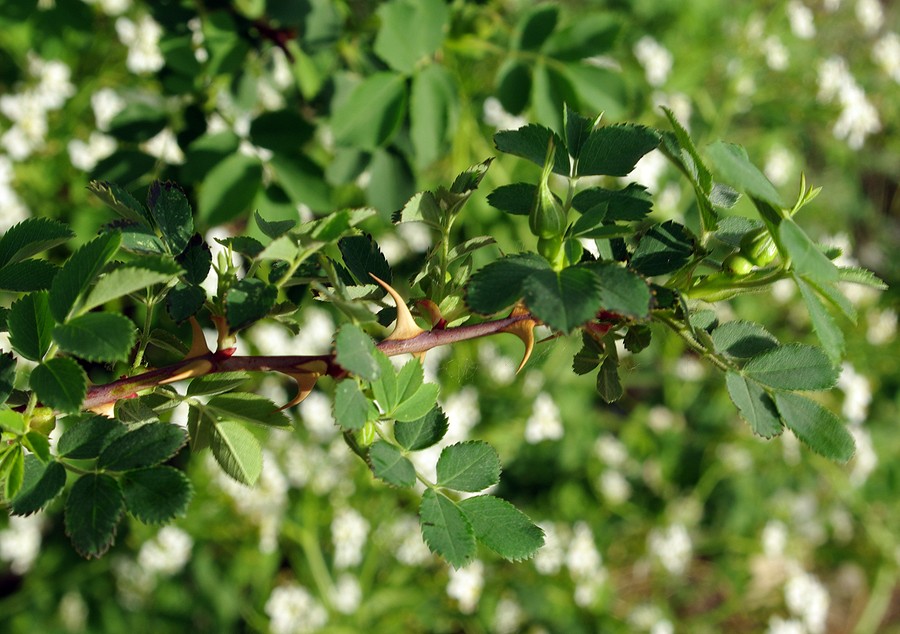 Image of genus Rosa specimen.