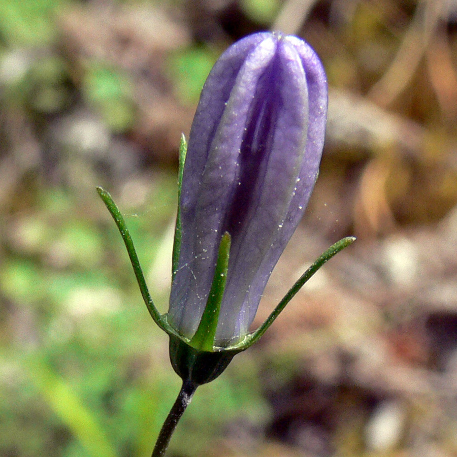 Image of Campanula rotundifolia specimen.