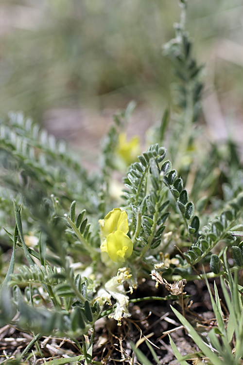 Image of genus Astragalus specimen.