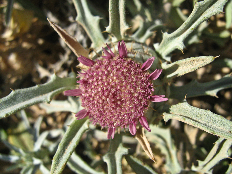 Image of Atractylis carduus specimen.