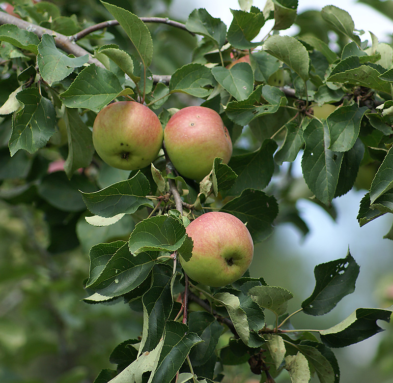 Image of Malus domestica specimen.