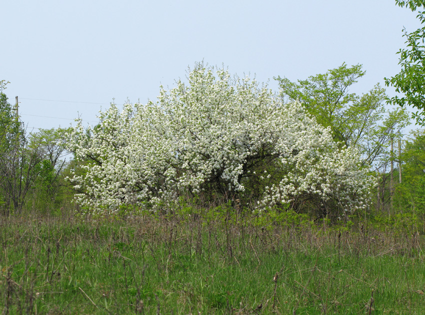 Изображение особи Pyrus ussuriensis.