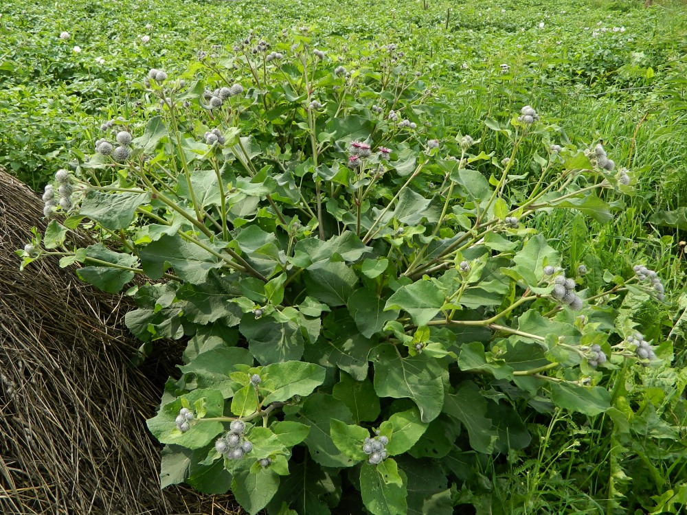 Изображение особи Arctium tomentosum.