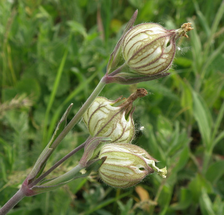 Изображение особи Melandrium latifolium.