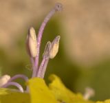 Hyoscyamus aureus. Пестик и тычинки со вскрывшимися пыльниками. Израиль, Шарон, г. Герцлия, пос. Ноф Ям, высокий берег Средиземного моря, рудеральное местообитание. 23.04.2012.