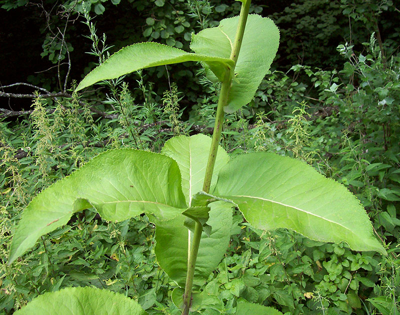 Изображение особи Inula helenium.