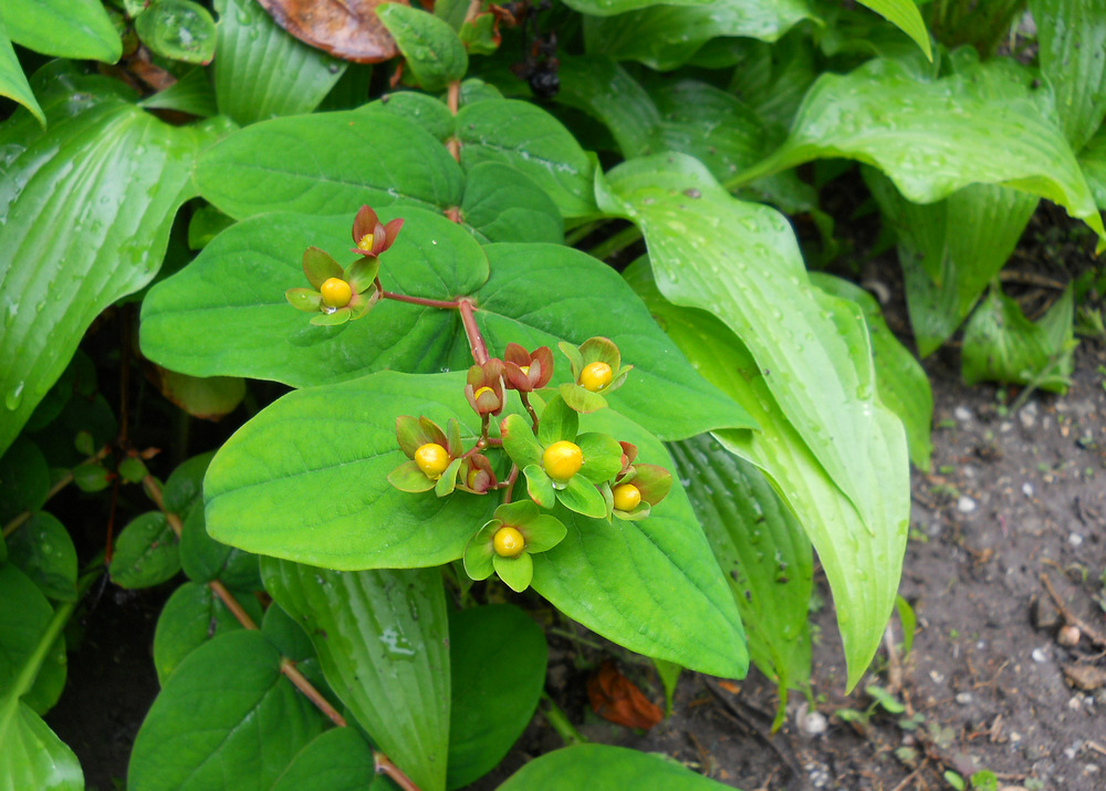 Image of Hypericum androsaemum specimen.