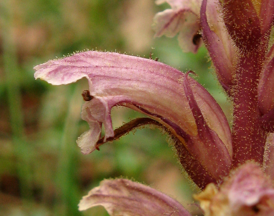 Image of Orobanche hederae specimen.