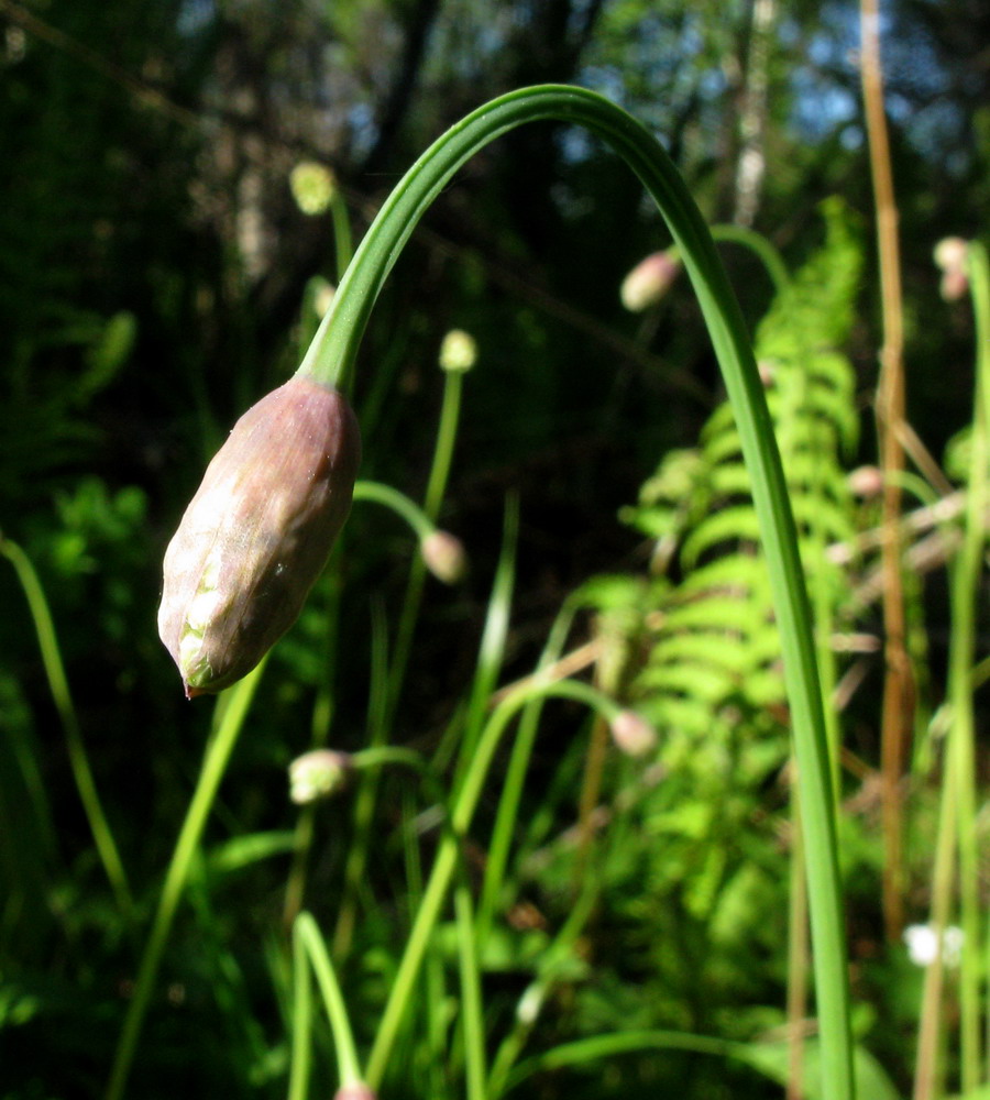 Image of Allium microdictyon specimen.