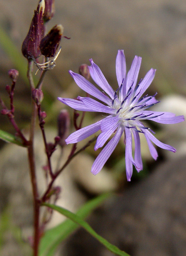 Image of Lactuca sibirica specimen.