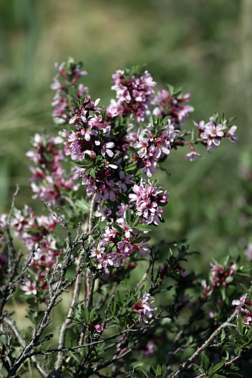 Image of Cerasus tianshanica specimen.