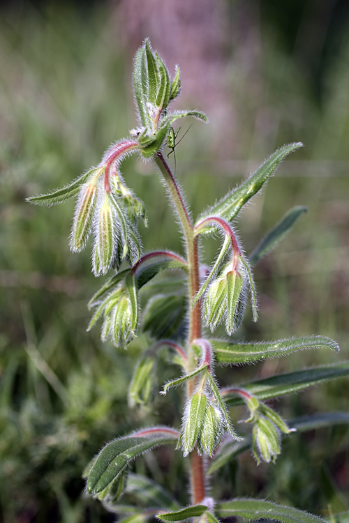 Image of Onosma dichroantha specimen.