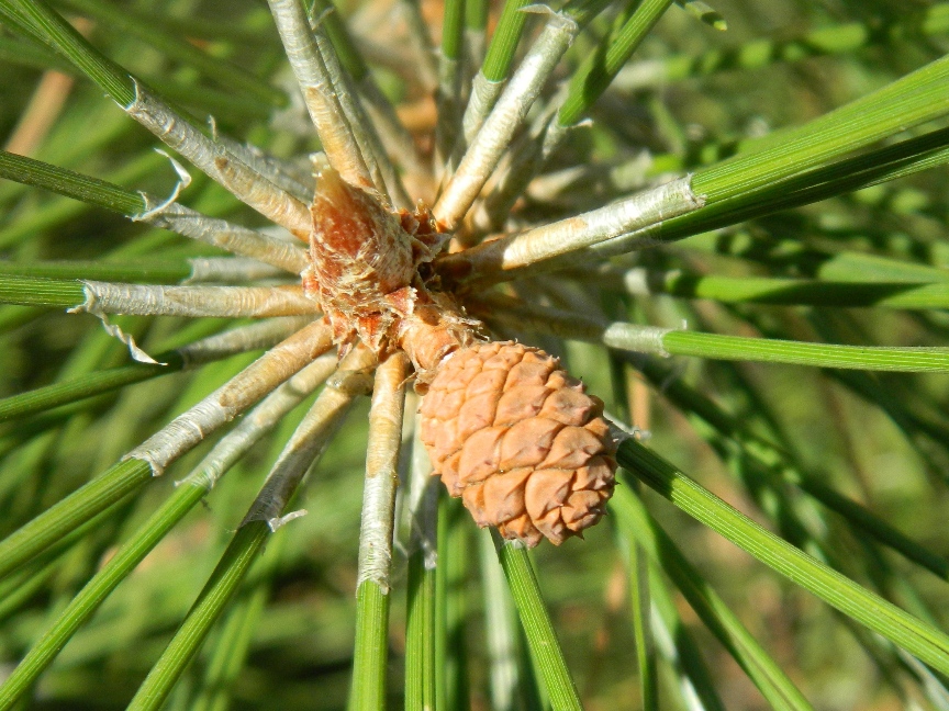 Image of genus Pinus specimen.