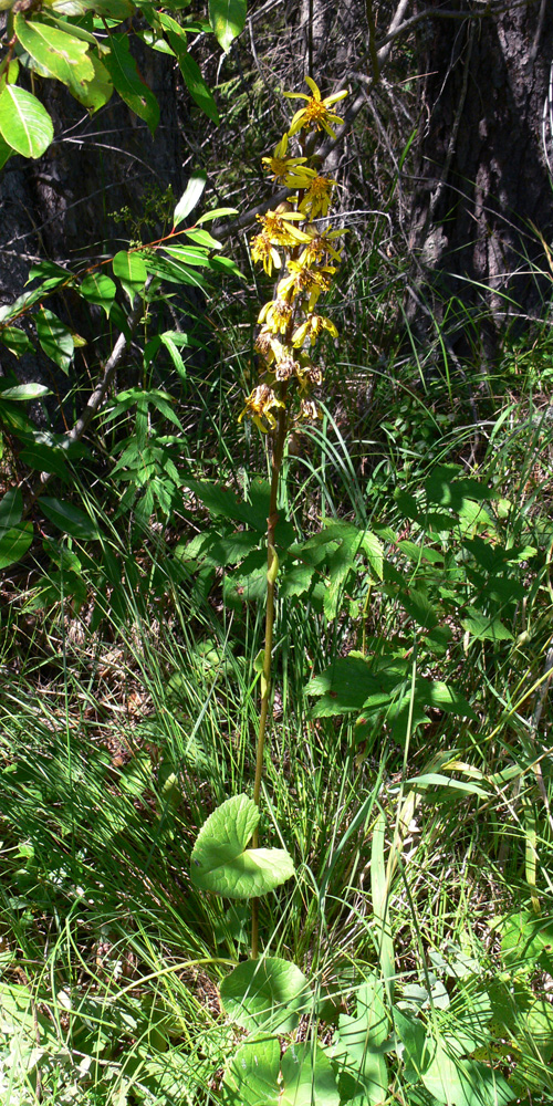 Изображение особи Ligularia sibirica.