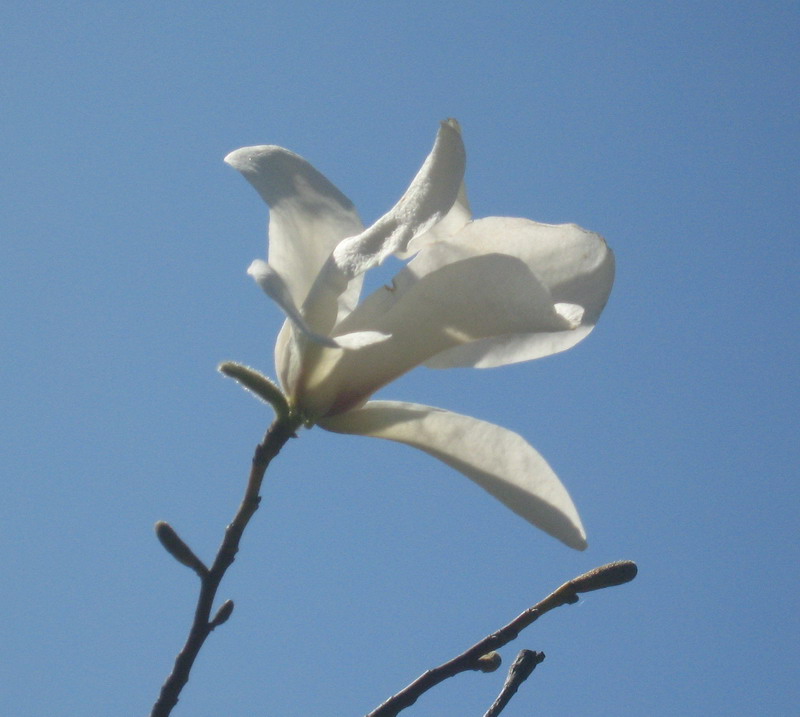 Image of Magnolia &times; soulangeana specimen.