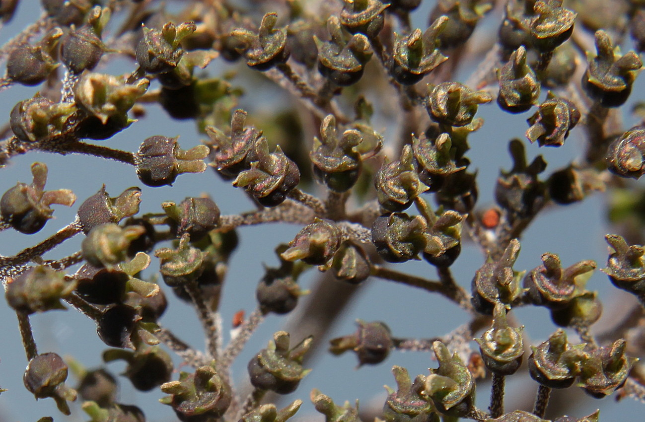 Image of Hydrangea aspera specimen.