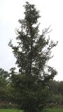 Stewartia pseudocamellia