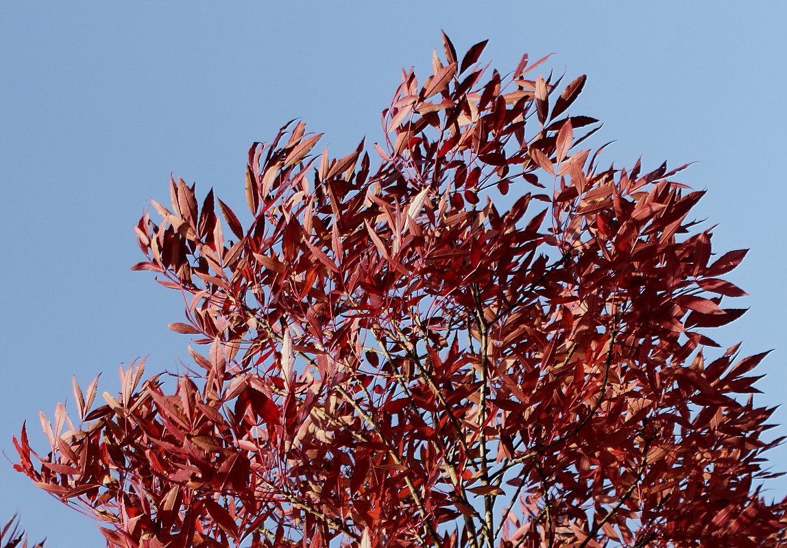 Image of Fraxinus oxycarpa specimen.