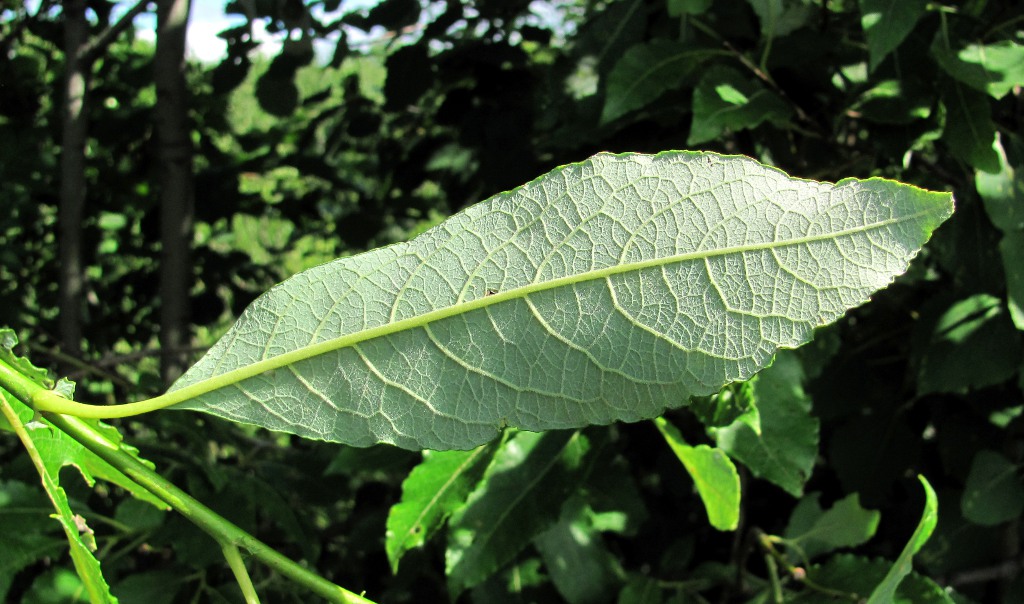 Image of Salix caprea specimen.