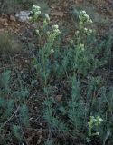 Galium biebersteinii. Цветущее растение. Крым, окр. Балаклавы, высоты Кая-Баш. 21.05.2012.