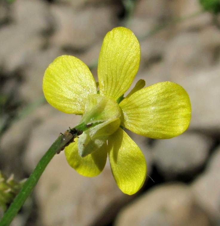 Image of genus Ranunculus specimen.