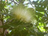 Смотреть изображение Albizia lebbeck