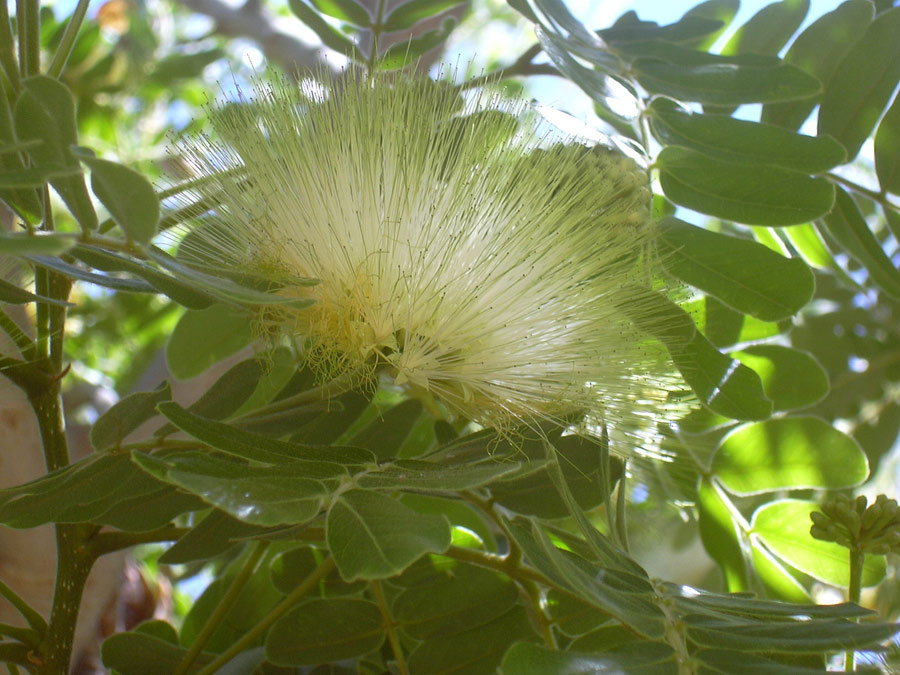 Image of Albizia lebbeck specimen.