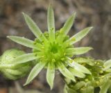 Sempervivum ruthenicum. Цветок. Украина, Запорожье, о-в Хортица, скалистый склон. 07.08.2012.