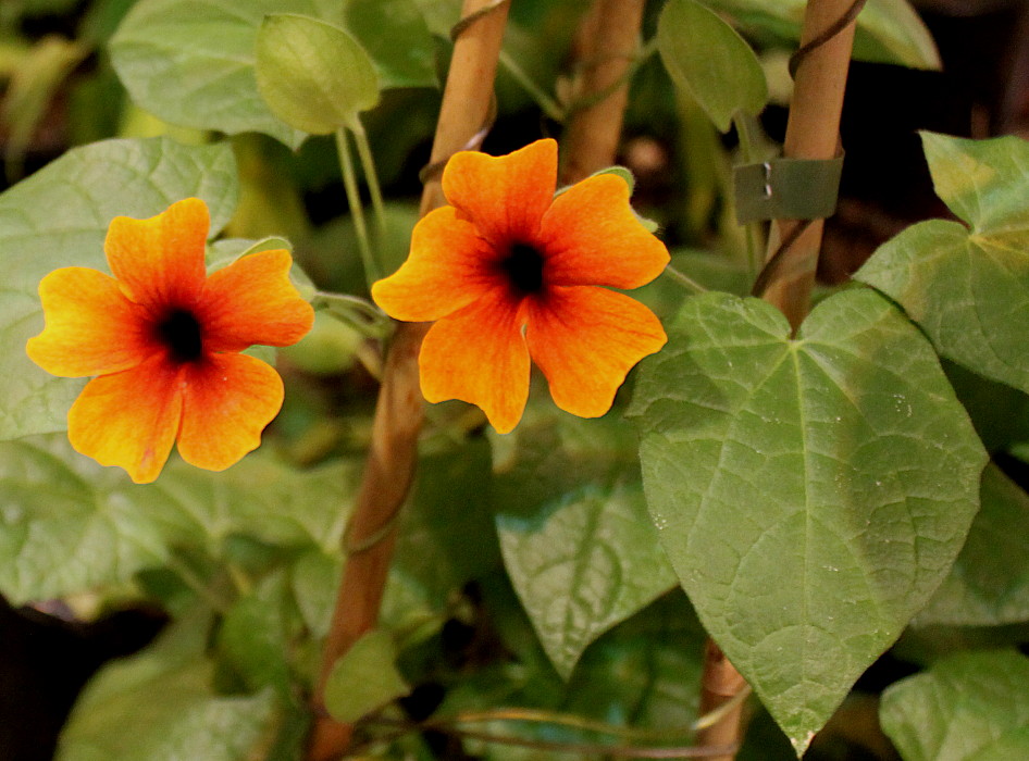 Image of Thunbergia alata specimen.