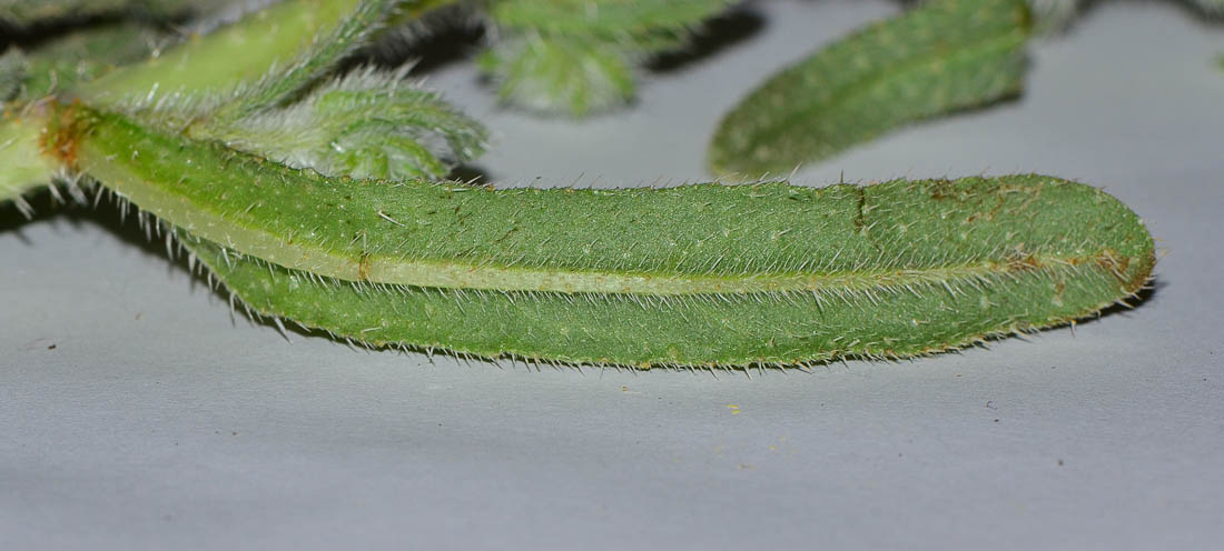 Image of Echium rauwolfii specimen.