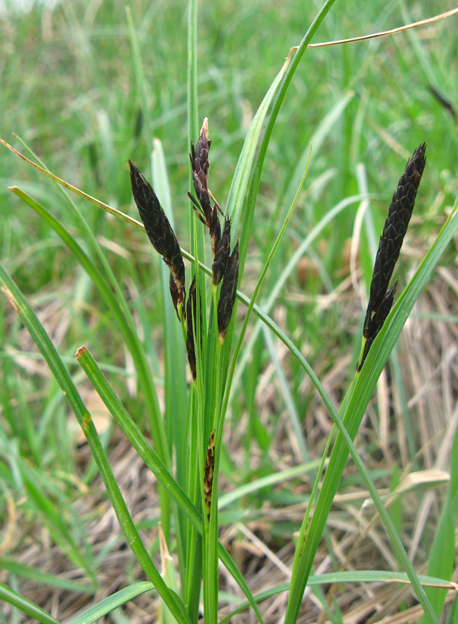 Image of Carex melanostachya specimen.