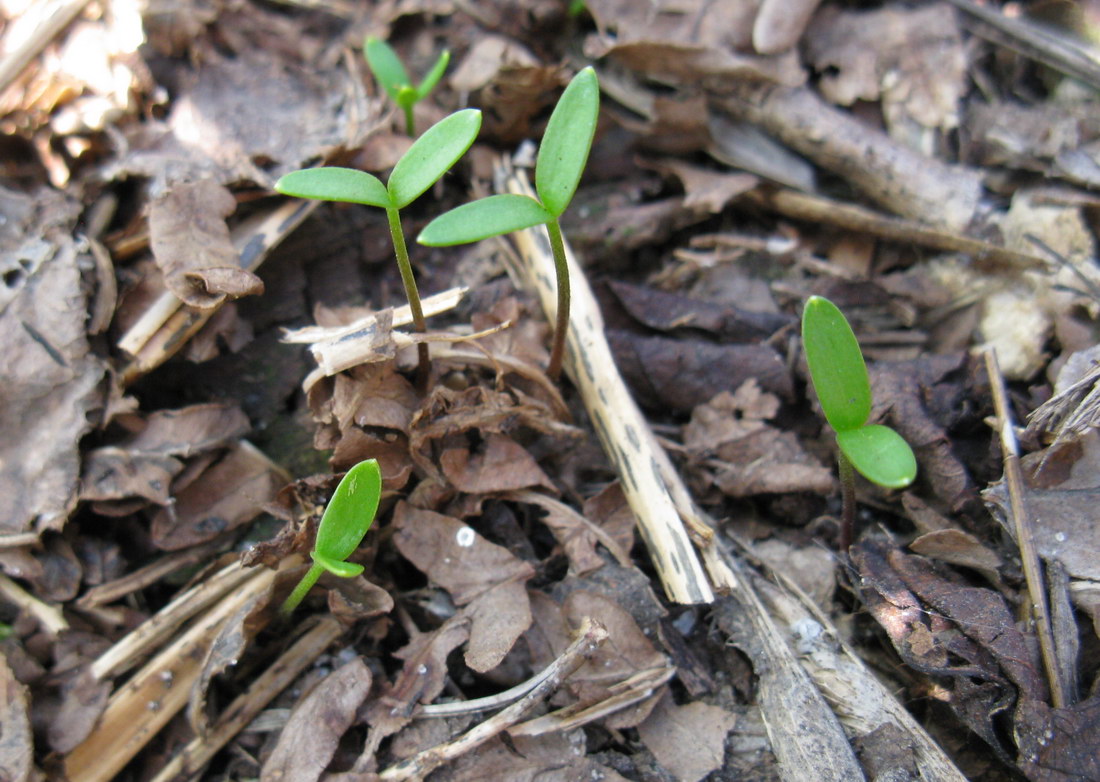 Image of Eranthis cilicica specimen.