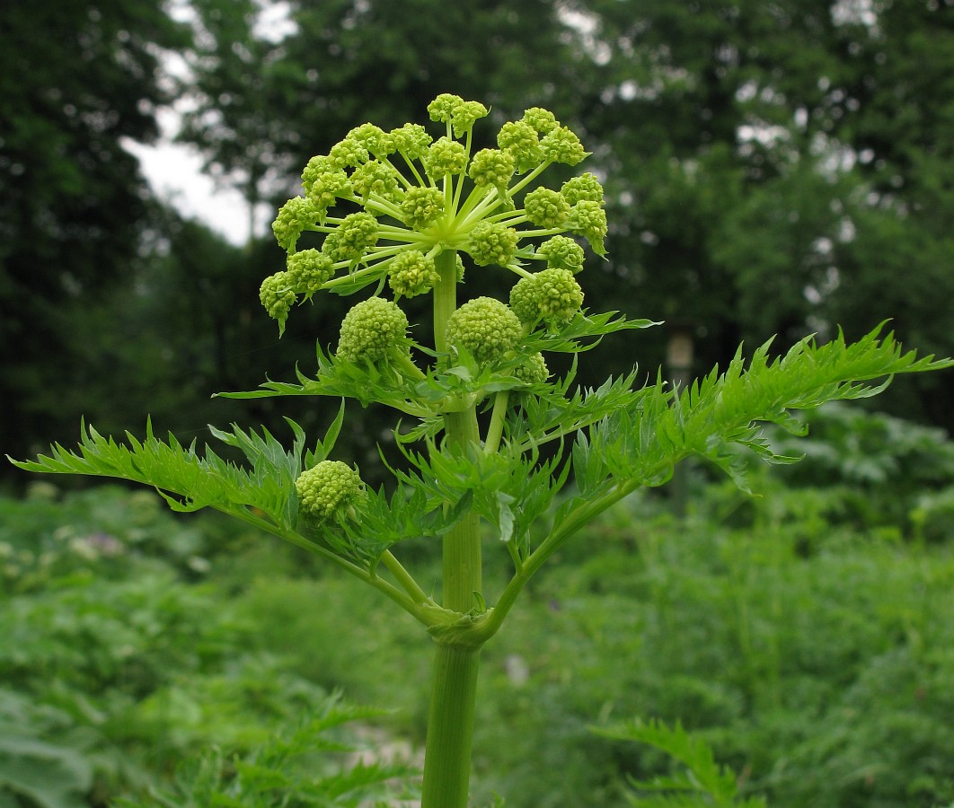 Image of Molopospermum peloponnesiacum specimen.