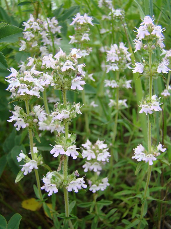 Image of Thymus marschallianus specimen.