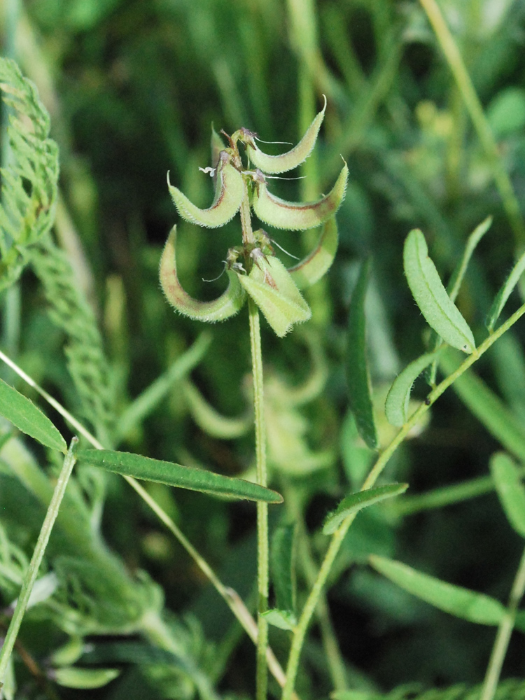 Изображение особи Astragalus campylotrichus.