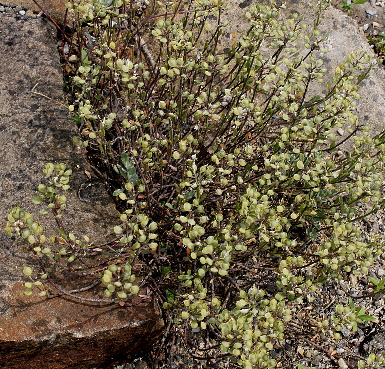 Image of Alyssum wulfenianum specimen.