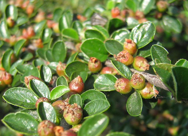 Изображение особи Cotoneaster horizontalis.