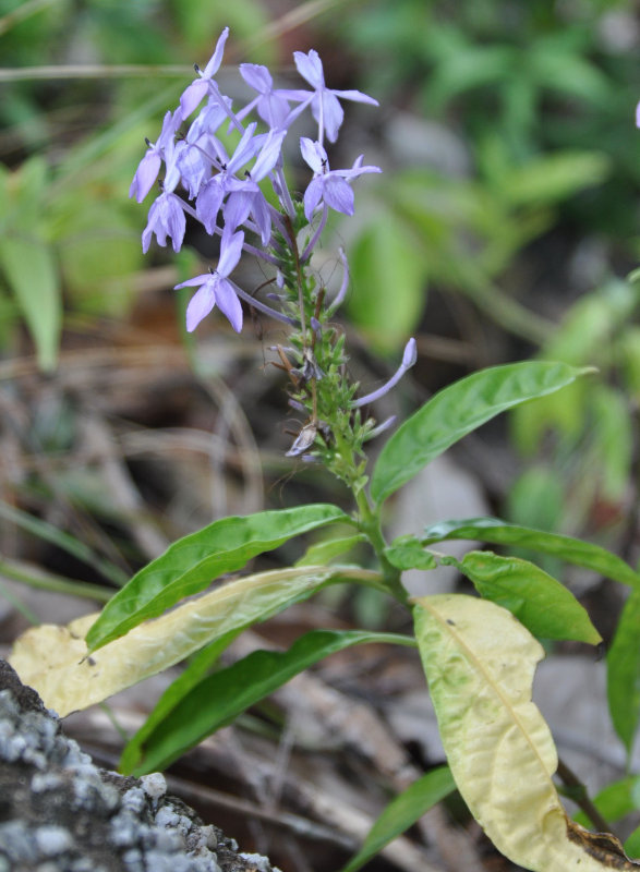 Image of Pseuderanthemum crenulatum specimen.