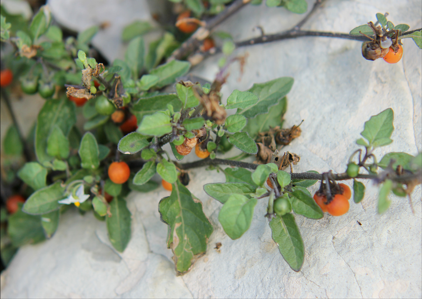 Image of Solanum zelenetzkii specimen.