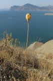 Tulipa suaveolens. Плодоносящее растение. Восточный Крым, г. Джан-Куторан. 16 сентября 2012 г.