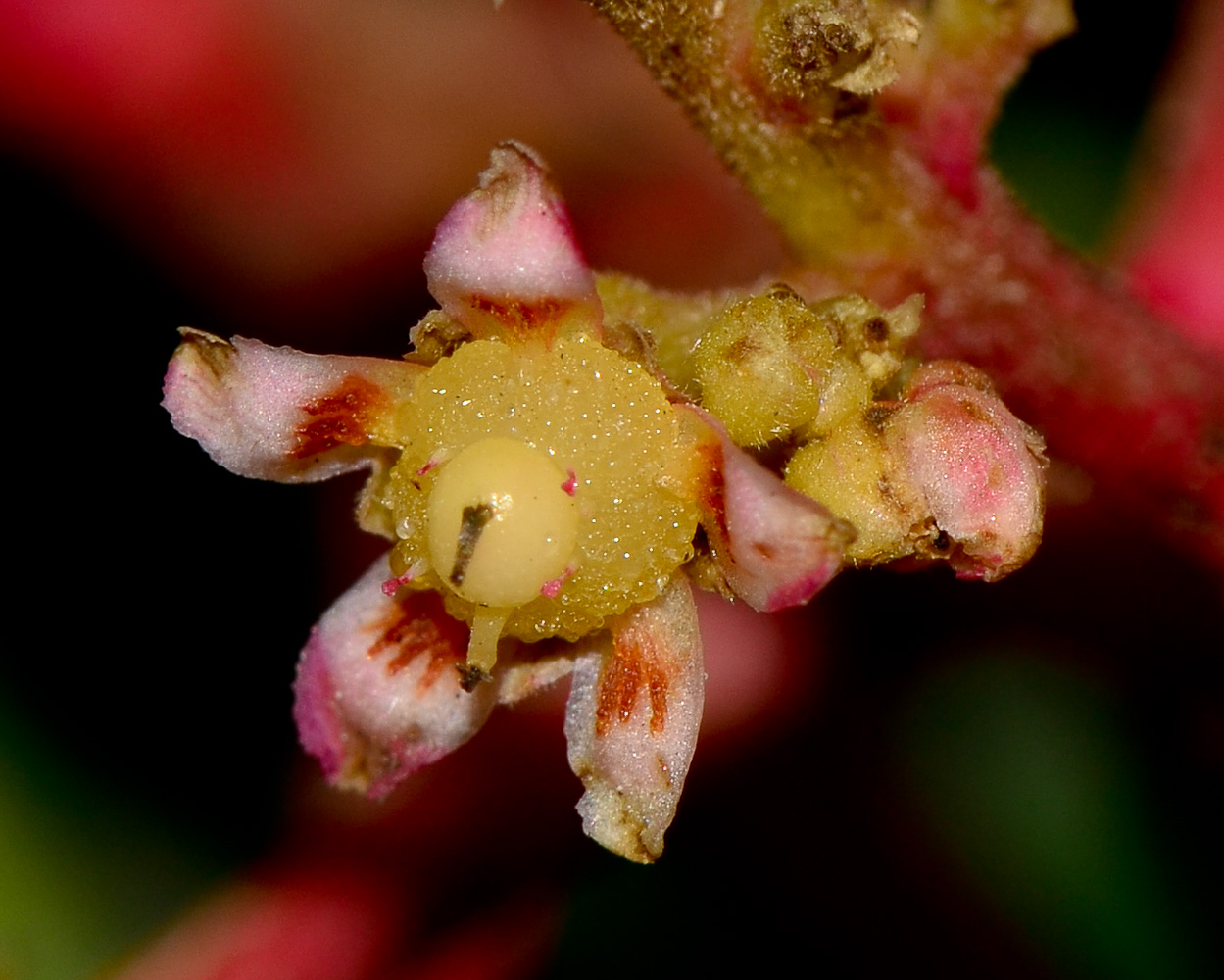 Image of Mangifera indica  specimen.